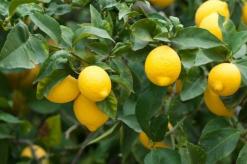 レモンの効能と栄養価 レモン100kcalあたり